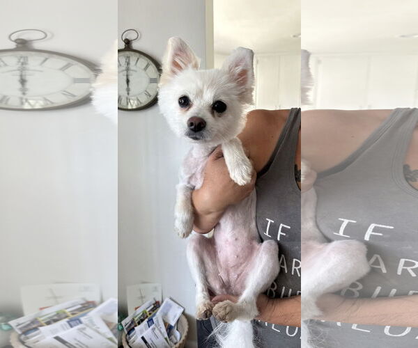 Medium Photo #2 Pomeranian Puppy For Sale in Phoenix, AZ, USA