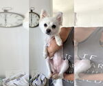 Small #1 Pomeranian