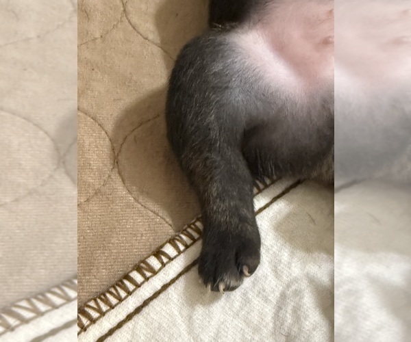 Medium Photo #5 French Bulldog Puppy For Sale in BIG RAPIDS, MI, USA