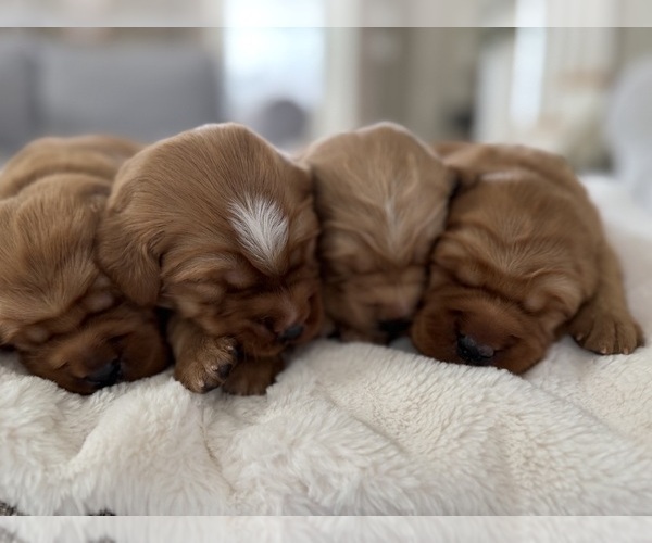 Medium Photo #8 Golden Retriever Puppy For Sale in DE PERE, WI, USA