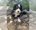 Small Photo #44 Bernedoodle Puppy For Sale in MARTINSVILLE, IN, USA