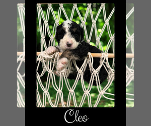 Bernedoodle-Poodle (Standard) Mix Puppy for sale in MENIFEE, CA, USA