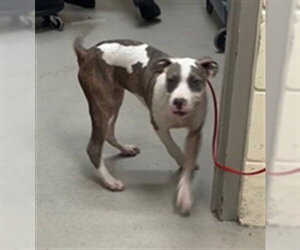 Mutt Dogs for adoption in Sanford, FL, USA