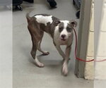 MARA - Female Mutt Dog for Adoption - Small photo