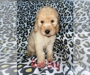 Labradoodle Puppy for sale in MAGNOLIA, TX, USA