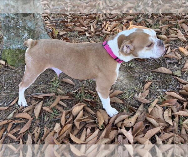 Medium Photo #3 Free-Lance Bulldog Puppy For Sale in Southbury, CT, USA