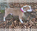 Small Photo #3 Free-Lance Bulldog Puppy For Sale in Southbury, CT, USA