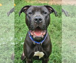 Small #2 Labrador Retriever Mix
