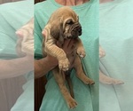 Red F - Female Bloodhound Puppy for Sale - Photo #7