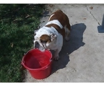 Small Photo #1 Bulldog Puppy For Sale in MESQUITE, TX, USA