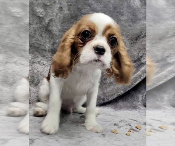 Medium Photo #4 Cavalier King Charles Spaniel Puppy For Sale in Lincolnwood, IL, USA