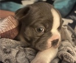 Puppy Mugsy Boston Terrier