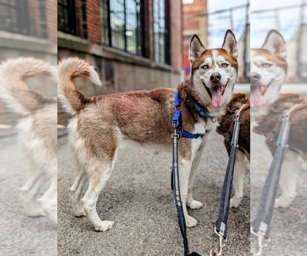 Medium Photo #3 Siberian Husky-Unknown Mix Puppy For Sale in Springdale, PA, USA