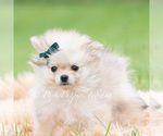 Small #1 Pomeranian