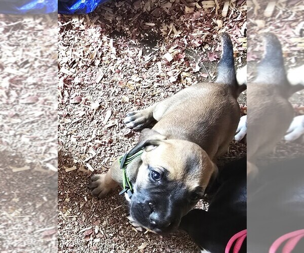 Medium Photo #1 Great Dane Puppy For Sale in BUCKHANNON, WV, USA