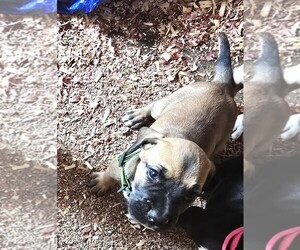 Great Dane Puppy for sale in BUCKHANNON, WV, USA