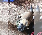 Image preview for Ad Listing. Nickname: Sir Duke