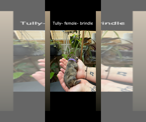 Medium Photo #2 French Bulldog Puppy For Sale in ELK RIVER, MN, USA