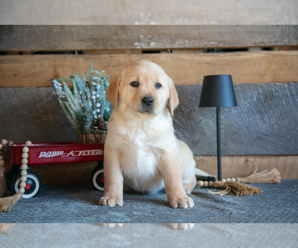 Medium Photo #1 Golden Labrador Puppy For Sale in GOSHEN, IN, USA