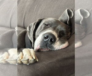 Great Dane Dogs for adoption in Fenton, MO, USA