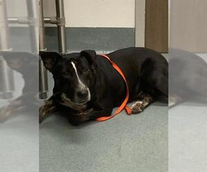 Bull Terrier-Unknown Mix Dogs for adoption in Baytown, TX, USA