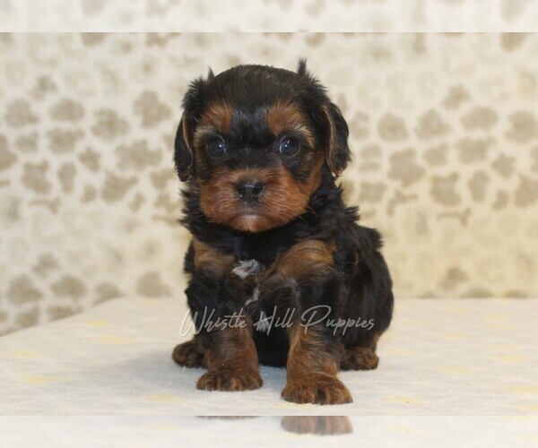 Medium Photo #3 Cavapoo Puppy For Sale in DENVER, PA, USA