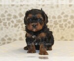 Small #2 Cavapoo
