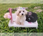 Small Photo #1 Maltese-Poodle (Toy) Mix Puppy For Sale in INDEPENDENCE, MO, USA