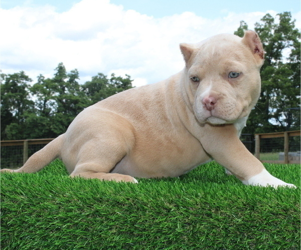 Medium Photo #2 American Bully Puppy For Sale in FRANKLIN, KY, USA