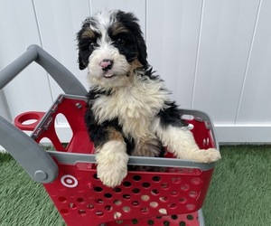 Bernedoodle Puppy for sale in NORWALK, CT, USA