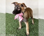 Small #2 German Shepherd Dog Mix