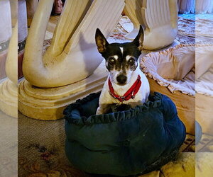 Sybil (OR) - Female Rat Terrier Dog for Adoption - Photo #4