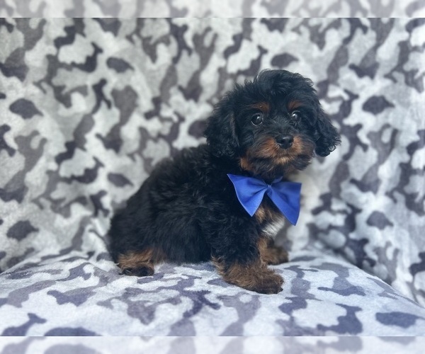 Medium Photo #8 Cavapoo Puppy For Sale in LAKELAND, FL, USA