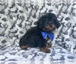 Small #7 Cavapoo