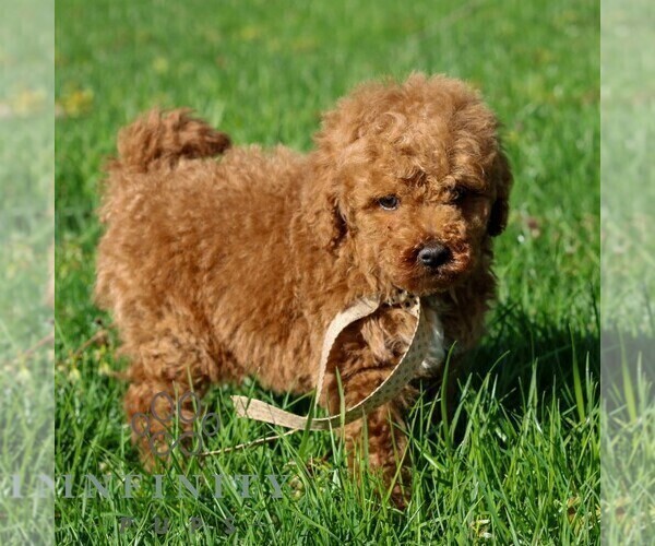 Medium Photo #5 Goldendoodle (Miniature) Puppy For Sale in NEWMANSTOWN, PA, USA