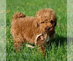 Small #4 Goldendoodle (Miniature)