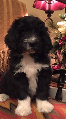 Pyredoodle Puppy for sale in BOWLING GREEN, OH, USA