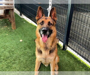 German Shepherd Dog Dogs for adoption in Orange, CA, USA