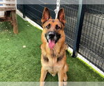 ROODY - Male German Shepherd Dog Dog for Adoption - Small photo