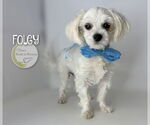 Small #1 Maltese
