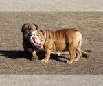 Small Photo #1 English Bulldog Puppy For Sale in VERONA, MO, USA