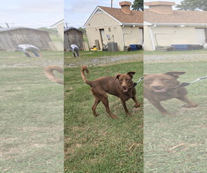 Mechanic - At shelter available 9/23 - Female Labrador Retriever-Unknown Mix Dog for Adoption - Photo #3