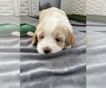 Puppy Sandy Tibetan Terrier