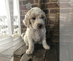 Small Photo #1 Labradoodle-Poodle (Standard) Mix Puppy For Sale in SAN MARCOS, TX, USA