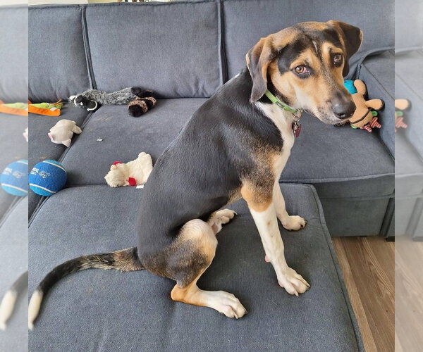 Medium Photo #30 Treeing Walker Coonhound-Unknown Mix Puppy For Sale in Germantown, OH, USA