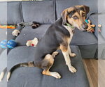 Small #29 Treeing Walker Coonhound Mix