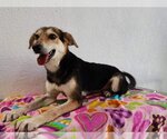 Small Photo #11 German Shepherd Dog-Greyhound Mix Puppy For Sale in Escondido, CA, USA