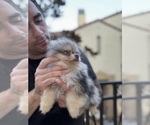Small #1 Pomeranian