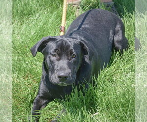 Rudy - Female Mutt Dog for Adoption - Photo #4