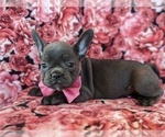 Small Photo #3 French Bulldog Puppy For Sale in PEACH BOTTOM, PA, USA